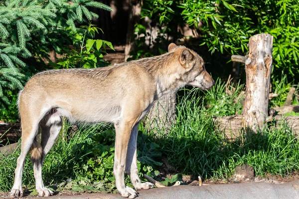 Wolves are walking in the zoo