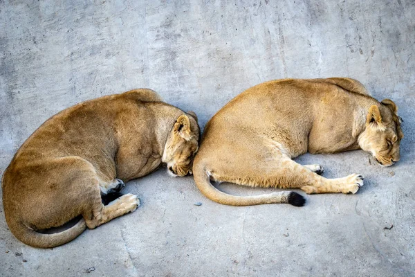 Leeuw in de dierentuin — Stockfoto