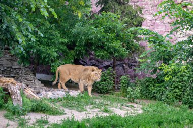 Hayvanat bahçesindeki aslan.