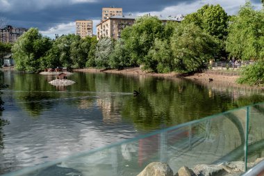 Hayvanat bahçesinde suda ördek yüzmek