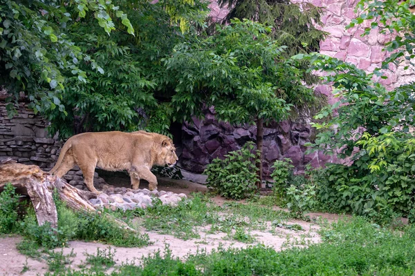 Lion au zoo — Photo