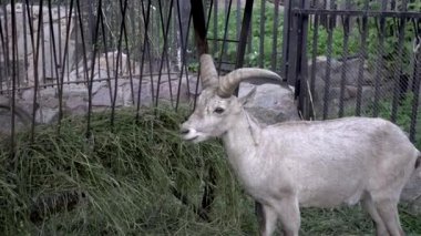 Buhara markhor Capra falconeri heptneri, olarak da bilinen Turkomen Markhor. Vahşi hayvan.