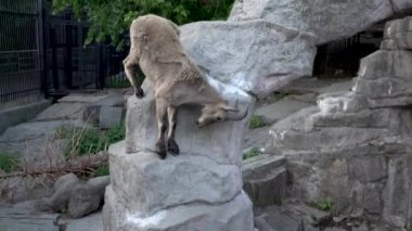 Dağ yaban keçisi