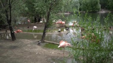 Flamingo 4 k Hayvanat Bahçesi'nde görüntüleme