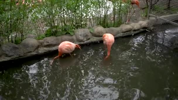 Flamingo en el zoológico en 4k view — Vídeos de Stock