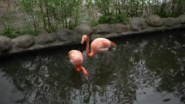 Flamant rose au zoo en vue 4k 