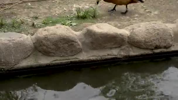 Ducks walk and swim in the zoo — Stock Video