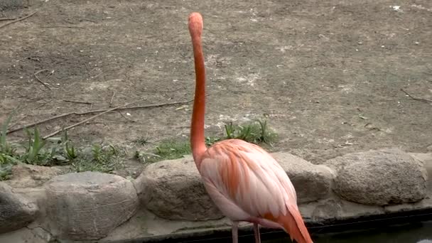 Flamingo in de dierentuin in 4k bekijken — Stockvideo