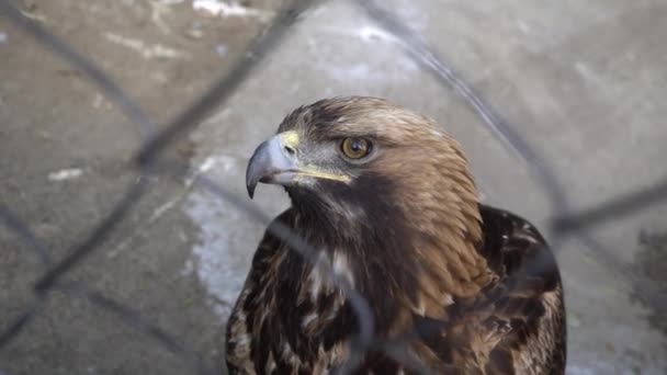 Golden eagle close up — Stock Video