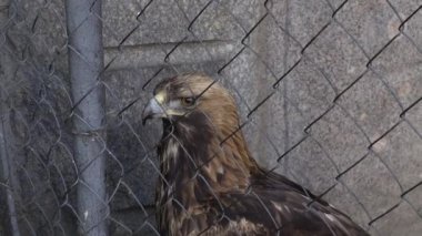 Altın Kartal yakın çekim