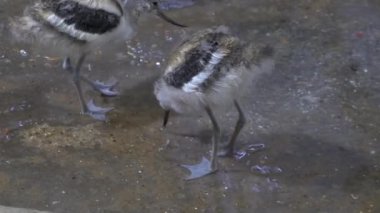 Ördek yürümek ve hayvanat bahçesinde yüzme