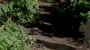 Kurtlar hayvanat bahçesinde yürüyoruz