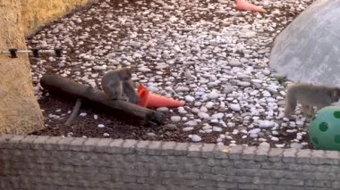 Hayvanat bahçesindeki maymunlar