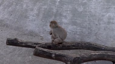 Hayvanat bahçesindeki maymunlar