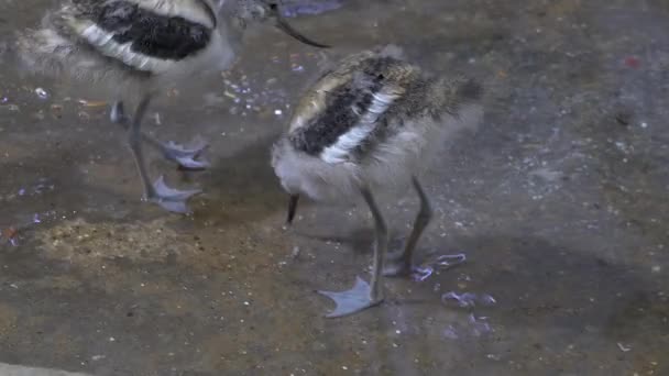 Les canards marchent et nagent dans le zoo — Video