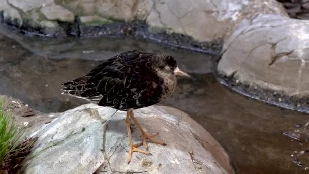 Patos caminando y nadando en el zoológico — Vídeo de stock