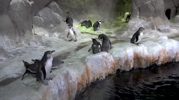 Pinguin im Zoo. — Stockvideo