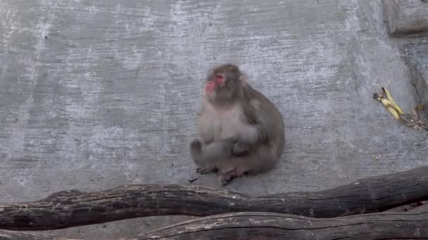 Monos en el zoológico — Vídeo de stock