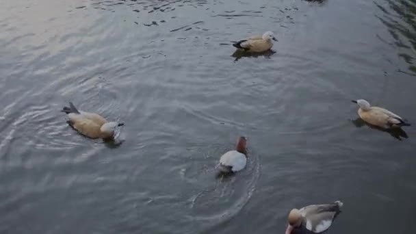 Ducks walk and swim in the zoo — Stock Video