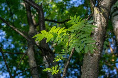 Bir yakın çekim ormanda bitkilerin yaprakları