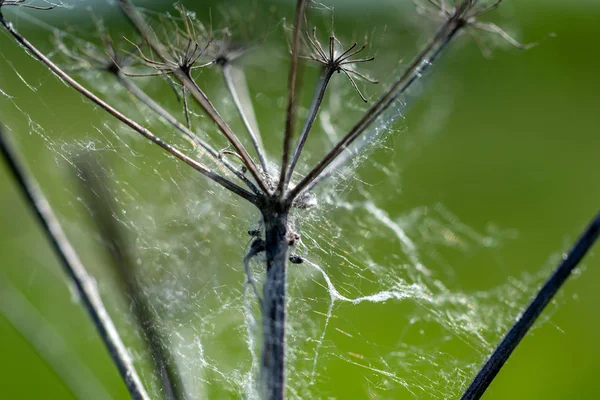 森の中の植物上の web — ストック写真