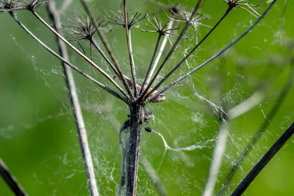 Web sobre plantas en el bosque —  Fotos de Stock