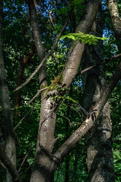 Bir yakın çekim ormanda bitkilerin yaprakları