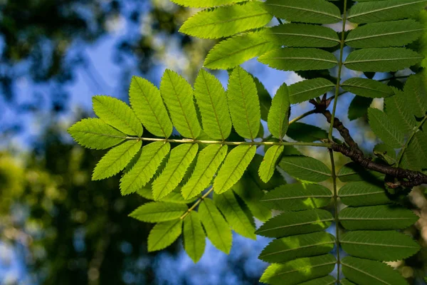 Bir yakın çekim ormanda bitkilerin yaprakları