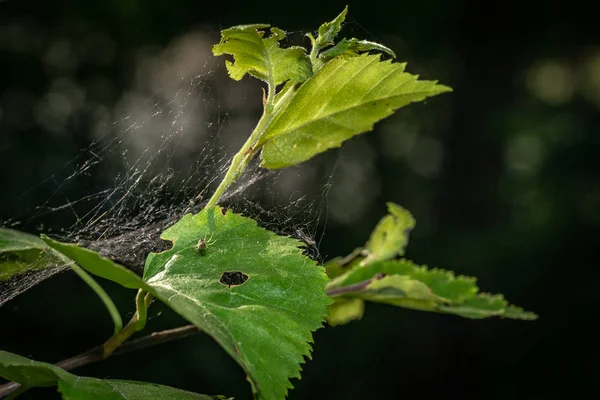 Web sobre plantas en el bosque —  Fotos de Stock