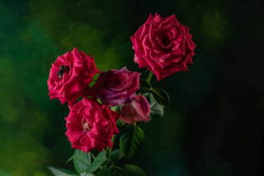 Kırmızı bir gül çiçek arıya için makro fotoğraf