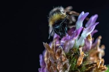 Arıya yonca çiçek yakın çekim makro