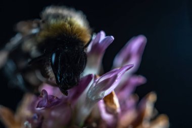Arıya yonca çiçek yakın çekim makro