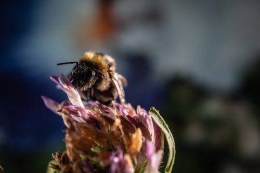 Arıya yonca çiçek yakın çekim makro