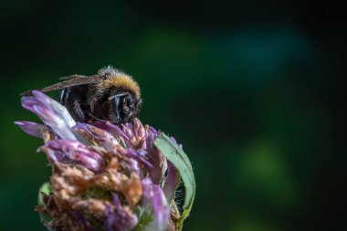 Arıya yonca çiçek yakın çekim makro