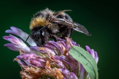 Arıya yonca çiçek yakın çekim makro