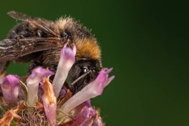Arıya yonca çiçek yakın çekim makro