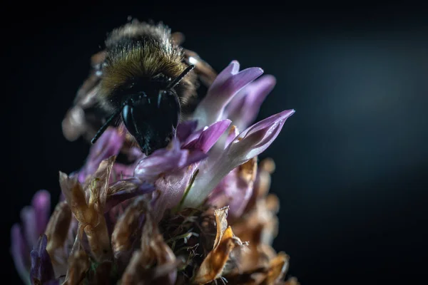 Μέλισσα σε τριφύλλι λουλούδι κοντινής — Φωτογραφία Αρχείου