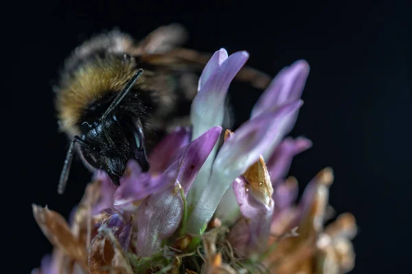 Μέλισσα σε τριφύλλι λουλούδι κοντινής — Φωτογραφία Αρχείου