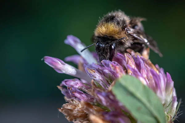 Biene auf Kleeblume Nahaufnahme Makro — Stockfoto