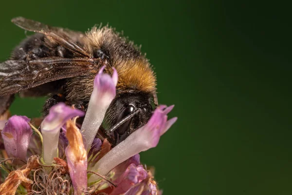 Arıya yonca çiçek yakın çekim makro
