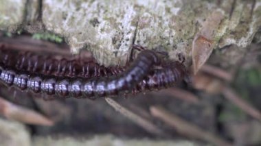 Kırkayak Kivsyak orman makro video çiftleş