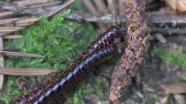 Kırkayak Kivsyak orman makro video çiftleş