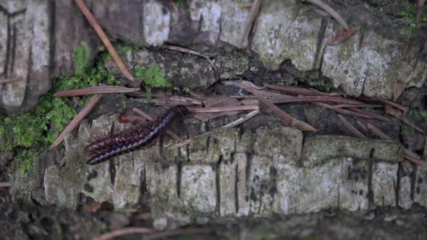 Millipede Kivsyak поєднувалися в лісі макрос відео — стокове відео