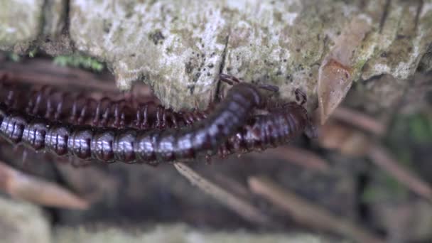 Millipede Kivsyak parad i makrot skog video — Stockvideo