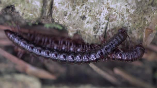 Millipede Kivsyak apareada en el macro video del bosque — Vídeo de stock