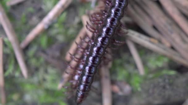 Tausendfüßer-Kivsyak gepaart im Wald Makro-Video — Stockvideo