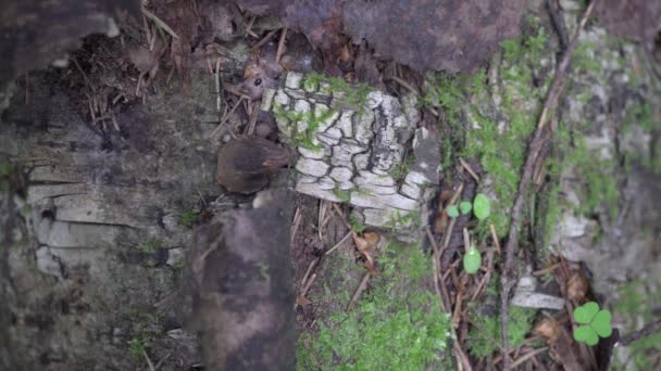 Hangyák bebújik az erdő makró 4k — Stock videók