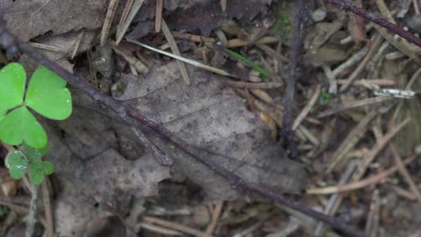 Las hormigas se arrastran en el bosque Macro 4K — Vídeos de Stock