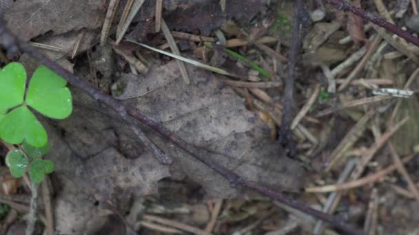 Las hormigas se arrastran en el bosque Macro 4K — Vídeos de Stock