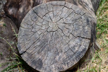 Ahşap doku arka plan, ahşap kabuk kapatın. Grunge dokulu görüntü.